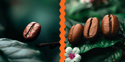 Finding Your Perfect Cup: Single Origin or Coffee Blends?