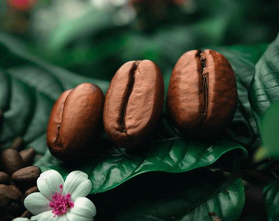 Coffee Beans on plants Boring Brew