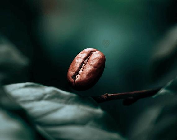 Single Origin Coffee Bean on plant Boring Brew